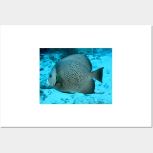 Grey Angelfish Posters and Art